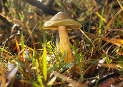 Cortinarius austrovenetus