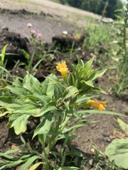 Oenothera rubricaulis