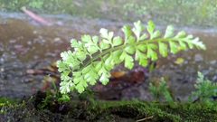 Asplenium tenuicaule