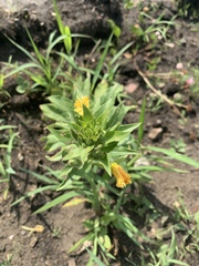 Oenothera rubricaulis