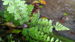 Asplenium tenuicaule