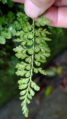 Asplenium tenuicaule