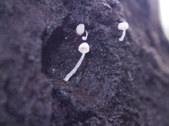 Mycena alphitophora