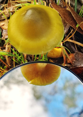 Cortinarius austrovenetus