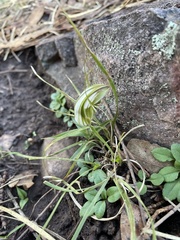 Pterostylis robusta