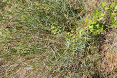 Bupleurum fruticescens