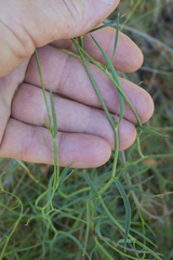 Bupleurum fruticescens