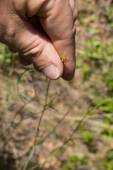 Bupleurum fruticescens