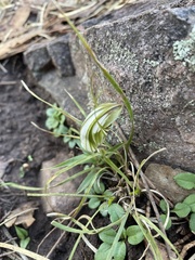 Pterostylis robusta