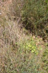 Bupleurum fruticescens