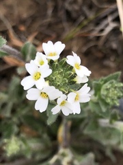 Draba incana