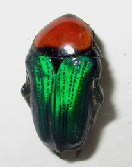 Leucocelis haemorrhoidalis