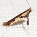 Walnut Caloptilia Moth - Photo (c) suegregoire, some rights reserved (CC BY-NC), uploaded by suegregoire
