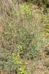 Bupleurum fruticescens