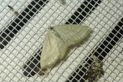 Scopula virgulata