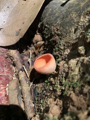 Cookeina sulcipes