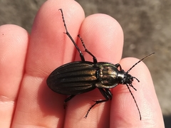 Carabus melancholicus costatus