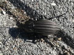 Carabus melancholicus costatus