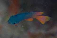 Pomacentrus philippinus