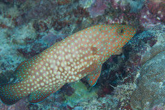 Cephalopholis cyanostigma