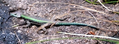 Platysaurus mitchelli