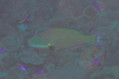 Cetoscarus ocellatus