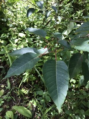 Balakata baccata