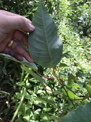 Balakata baccata