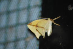 Epigynopteryx