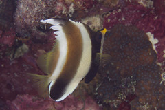 Heniochus chrysostomus
