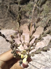 Tetrameriinae