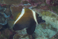 Heniochus varius