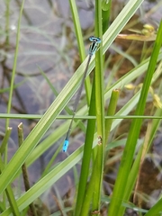 Aciagrion occidentale