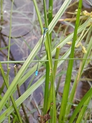 Aciagrion occidentale