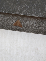 Udea olivalis