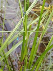 Aciagrion occidentale