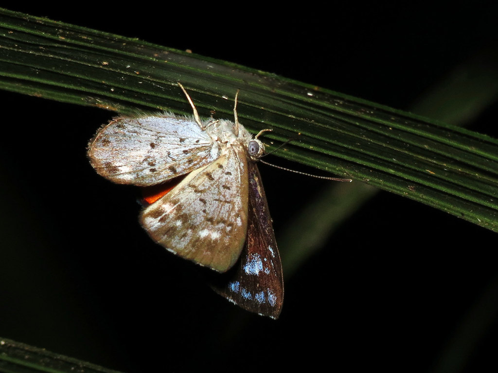Calospila parthaon