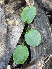 Pterostylis pedunculata