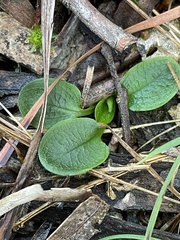 Pterostylis pedunculata