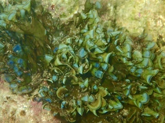 Lobophora variegata
