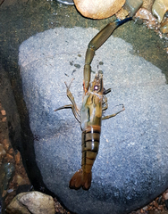 Macrobrachium vollenhovenii