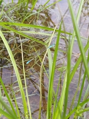 Aciagrion occidentale