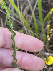 Acacia chrysocephala