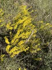 Acacia chrysocephala