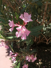 Nerium oleander