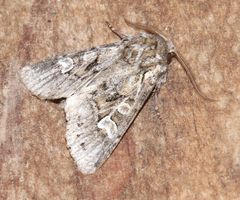 Pachetra sagittigera