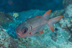 Myripristis violacea