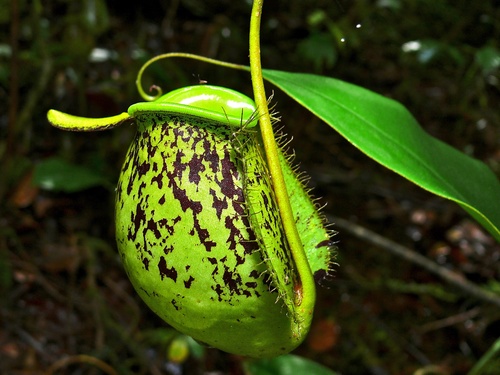 Nepenthes ampullaria