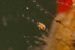 Antennella