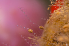 Antennella